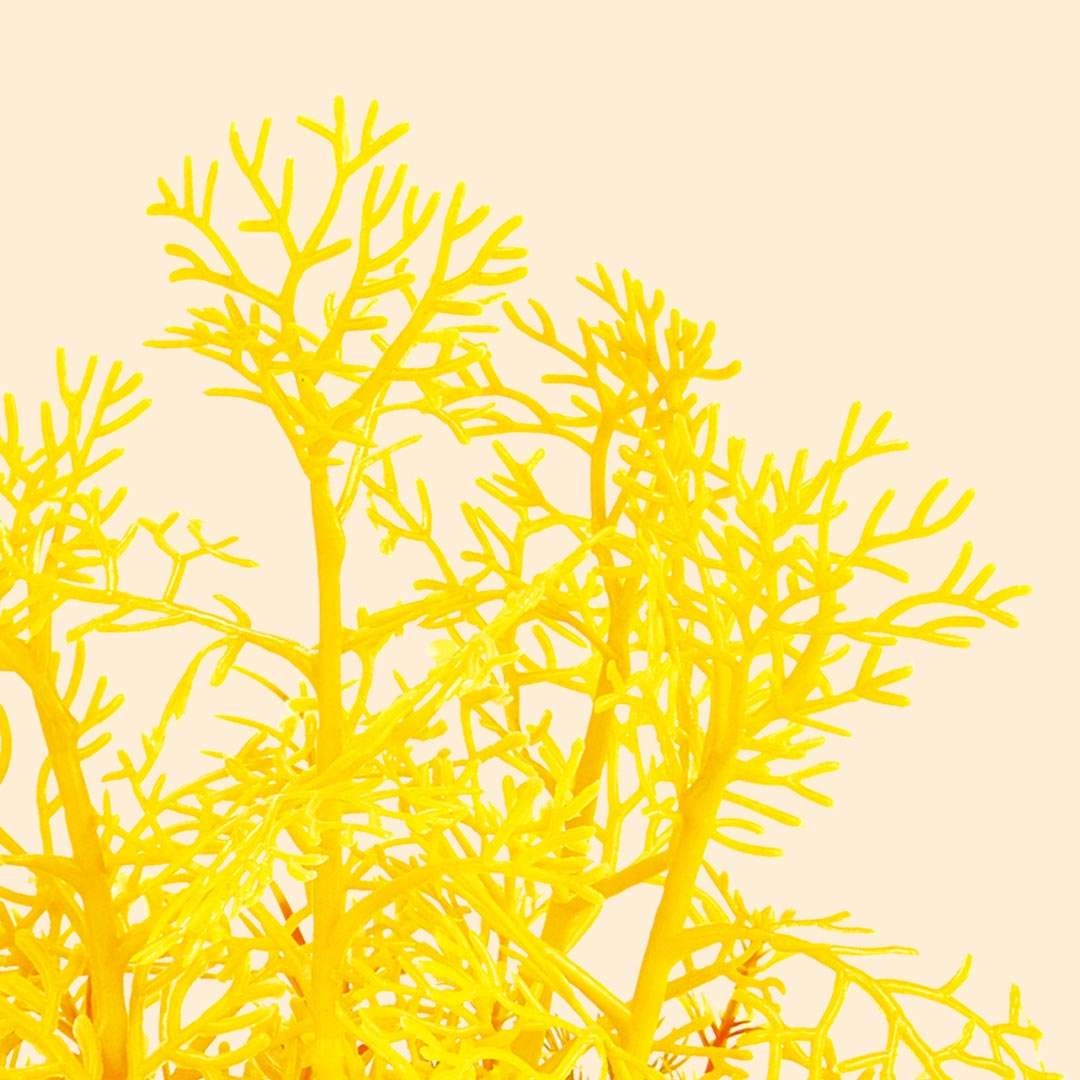 Tiểu cảnh quan bể phát sáng Xiaomi